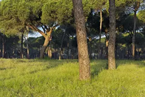 Huelva Province Spain Drucke: Pine tree forest
