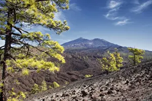 Canary Island Pine Trees Drucke: Pine trees with Teide volcano on background