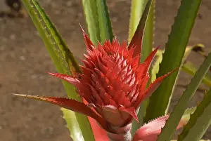 Ananas Comosus Drucke: Pineapple flower -Ananas comosus-, O ahu, Hawaii, United States