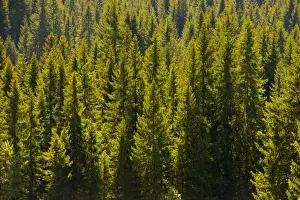 European Alps Nature Scene Drucke: Pines forest