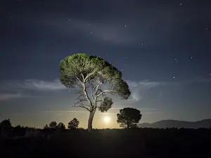 Bocairent Landscape Photography Drucke: Two of pines, in the plain of a mountain illuminated by the full moon