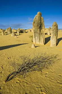 Unique Rock Needle Formations Drucke: The Pinnacles limestone formations, Nambung National Park, Western Australia