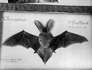 Brown Long Eared Bat Drucke: Plecotus Auritus