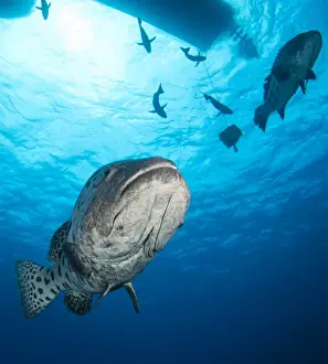 Great Barrier Reef Photography Drucke: Potato Cod