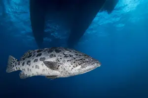 Great Barrier Reef Photography Drucke: Potato Cod