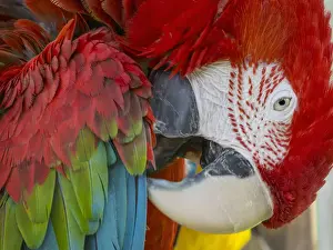 Tropical Vacation Drucke: Preening Parrot
