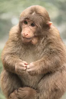 Animal Portrait Photography Drucke: Pretty Monkey of Emeishan
