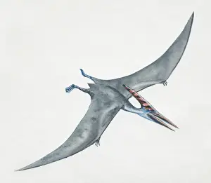 Prehistoric Reptiles Drucke: Pteranodon gliding, side view