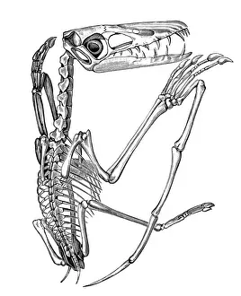 Victorian Style Engraving Drucke: Pterodactylus