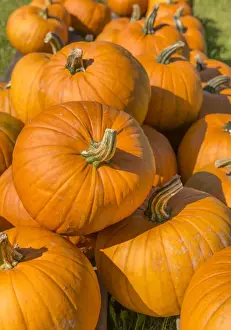 Autumnal Pumpkin Display Drucke: Pumpkins, Austria