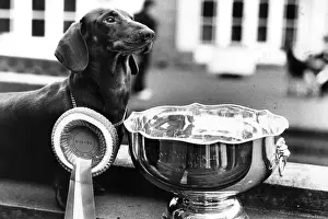 Cute Dog Photos Drucke: Pup Of The Year