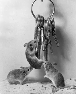 Vintage Animal Photography UK Drucke: Pygmy Mice