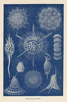 Radiolarien Chromolithografie 1896