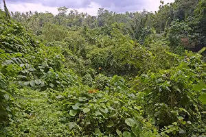 High Angle View Of Forest Drucke: Rain forest in Ubud Monkey Forest, Ubud, Bali, Indonesia
