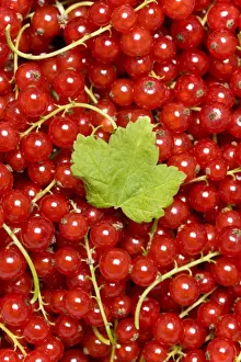 Studio Shot Of Berries Drucke: Red Currants -Ribes rubrum- with a leaf