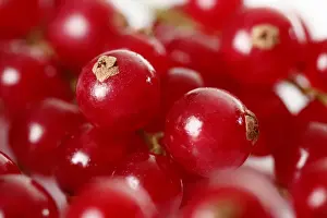 Indoor Still Life Photography Drucke: Red currants -Ribes-, detail view