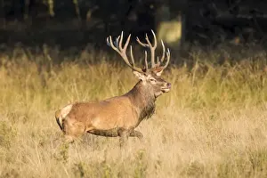 Cervus Elaphus Antlers Drucke: Red Deer -Cervus elaphus-, captive, Copenhagen, Denmark
