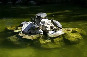 Trachemys Scripta Elegans Drucke: Red-eared Slider Turtles (Trachemys scripta elegans)