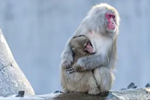 Animals In Captivity Photos Drucke: Red-faced Macaque -Macaca fuscata- with young, Wilhelma, Stuttgart, Germany, Europe