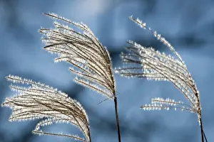 German Flora Photography Drucke: Reeds with backlighting