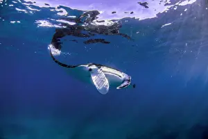 Coral Bay Australia Drucke: reflective manta