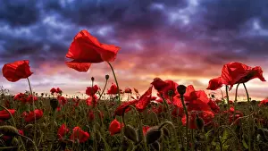 Fine Art Photography Drucke: Remembering
