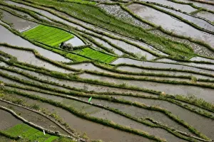 Selective Focus Nature Shots Drucke: Rice Abstract
