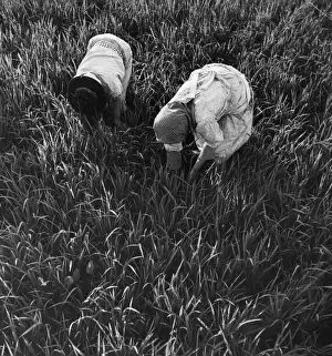 Rural Women At Work Drucke: Rice Fields