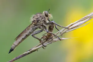 Bilder vom 4. Juli 2012: Robbenfliege (Machimus rusticus) mit gefangener Biene, Deutschland