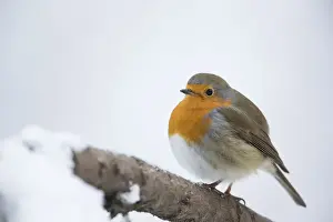 Cold Weather Animal Behavior Drucke: Robin -Erithacus rubecula-, Bensberg, Bergisches Land, North Rhine-Westphalia, Germany