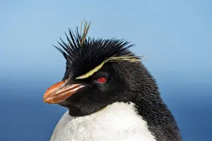 Rockschwanzpinguin - Eudyptes chrysocome -, Porträt, Neuseelandinsel, Falkland-Inseln im Vereinigten Königreich
