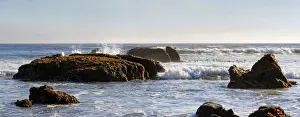 Rocky Coastline USA Drucke: Rocks in the surf with brown algae -Phaeophyceae