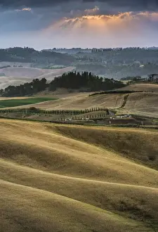 Hilly Farmland Photography Drucke: Rolling hills, cornfields at dusk, Villamagna, Tuscany, Italy, Europe