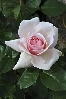 High Angle View Of A Rose Drucke: Rose -Rosa-