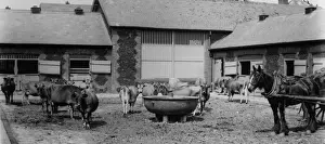 Vintage Animal Photographs UK Drucke: Royal Cows