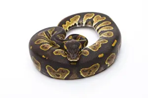 Drucke von Königsschlangenfrosch -Python regius -, Schwarzhalsweibchen, weiblich, Markus Theimer Reptilzucht Österreich Python Drucke: Königsschlangenfuchs - Schattenkopf weiblich