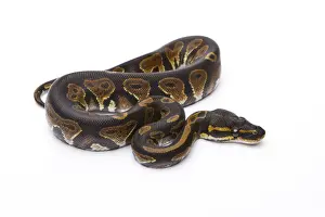 Constrictor Snake Species Drucke: Royal Python -Python regius-, Black Head, male, Markus Theimer reptile breeding, Austria