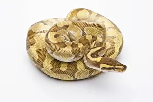 Studio Shot Snakes Drucke: Royal Python -Python regius-, Butter Enchi, male, Markus Theimer reptile breeding, Austria