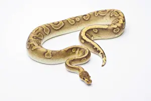White Background Snakes Drucke: Royal Python -Python regius-, Champagne, male, Markus Theimer reptile breeding, Austria