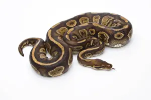 Kugelpython Drucke: Königsschlangenfresser -Python regius