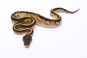 Kugelpython Drucke: Königsschlangen-Python - Python regius