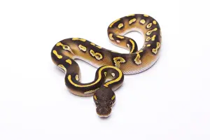 Kugelpython Drucke: Königsschlangen -Python regius