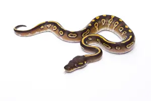 White Background Snakes Drucke: Royal Python -Python regius-, Mojave Black Head