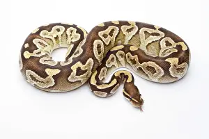 Drucke von Königsschlangen -Python regius-, Mojav-Raserin weiblich, Markus Theimer Reptilienzucht Österreich Python Drucke: Königsschlangen -Python regius