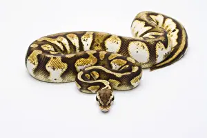 Reptile Photography Austria Drucke: Royal Python -Python regius-, Pastel Calico