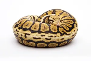 Kugelpython Drucke: Königsschlangen-Python - Python regius