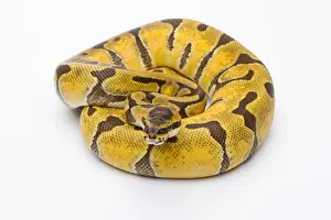 Kugelpython Drucke: Königsschlangen -Python regius
