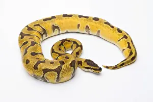 Gerahmter Druck : Königsschlangen-Python - Python regius -, Super Enchi weiblich , Markus Theimer Reptilienzucht Österreich Gerahmter Druck : Königsschlangen-Python - Python regius -, Super Enchi weiblich , Markus Theimer Reptilienzucht Österreich