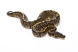 Reptile Photography Austria Drucke: Royal Python -Python regius-, Super Granite