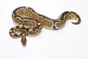 Constrictor Snakes Drucke: Royal Python -Python regius-, Super Razor